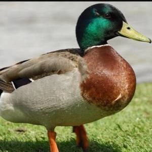 Meet your Posher, Belen